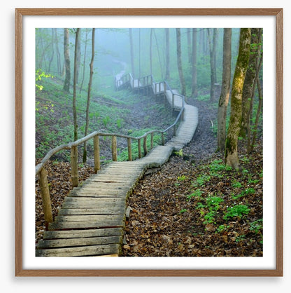 The forest stairway