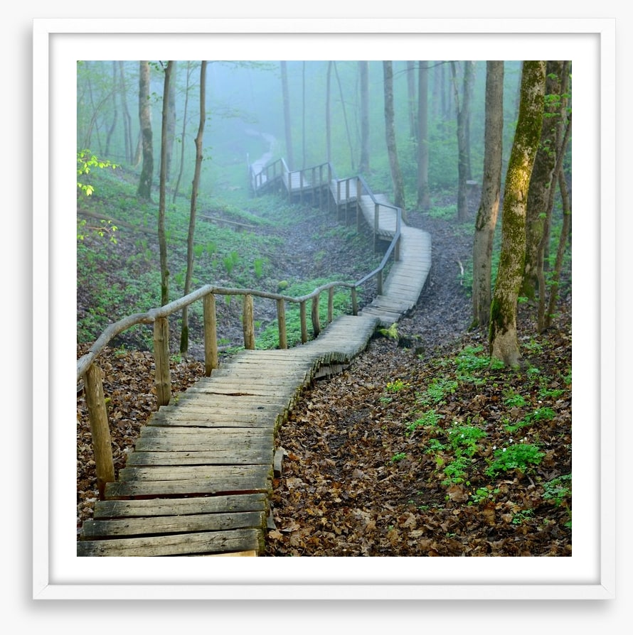 The forest stairway
