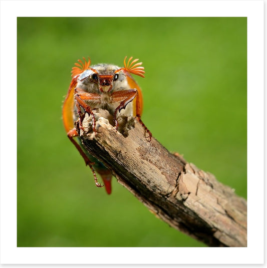 Insects