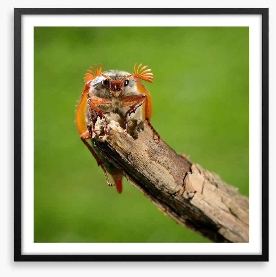 Insects
