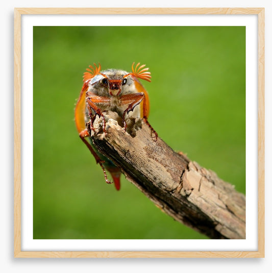 Insects