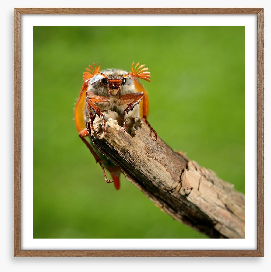 Insects