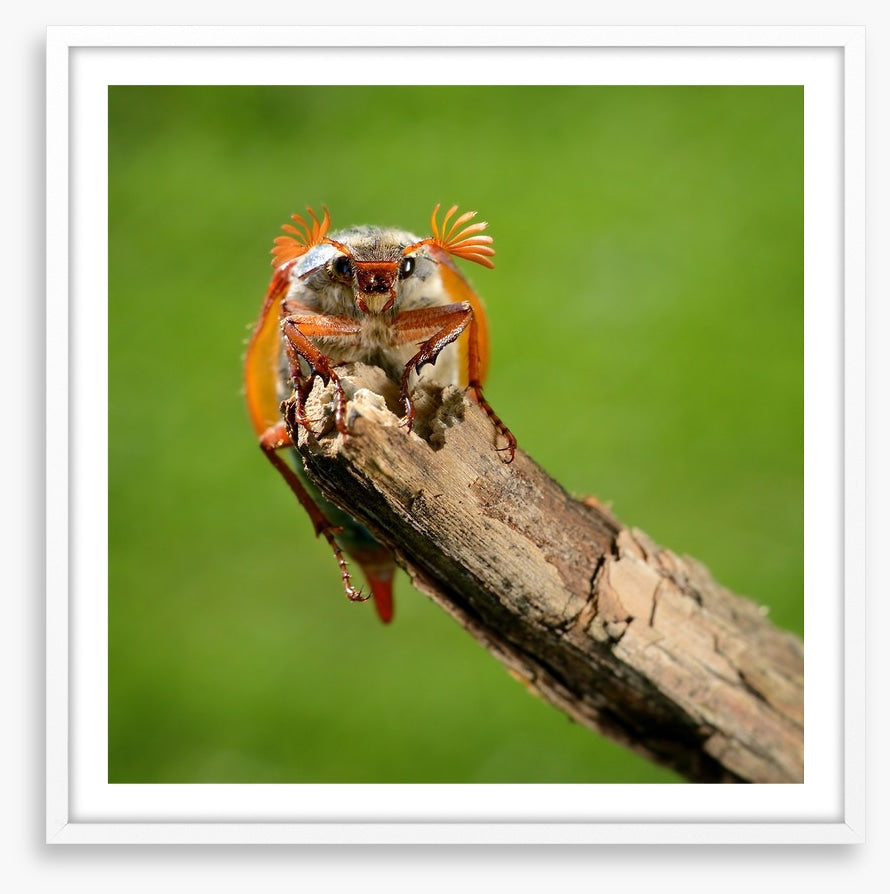 Insects