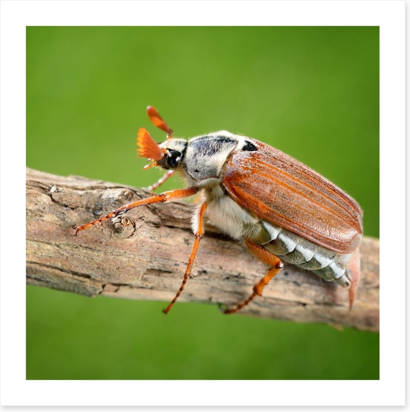 Insects