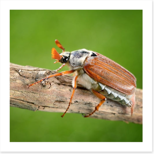 Insects