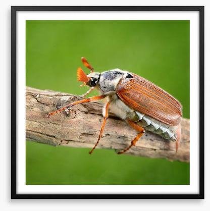 Insects