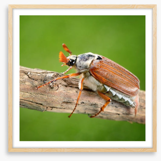 Insects