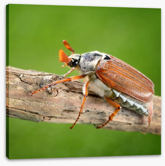 Insects