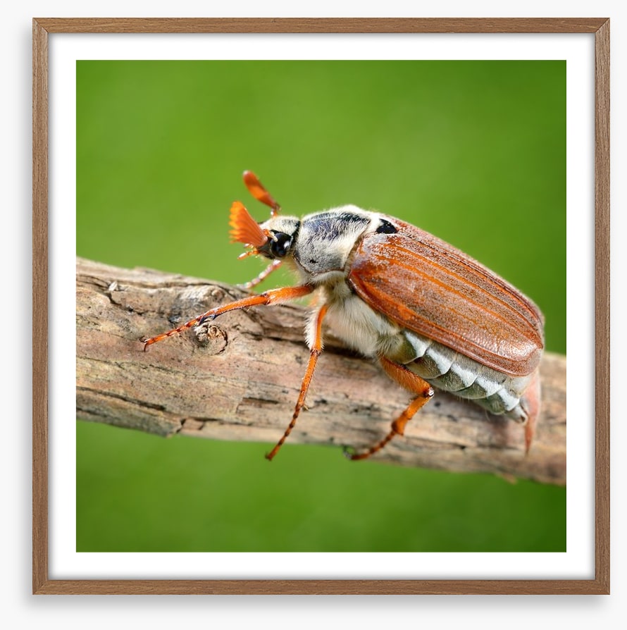 Insects