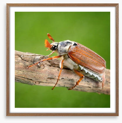 Insects