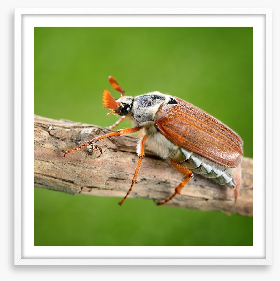 Insects