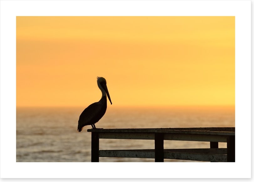 Pizmo pelican