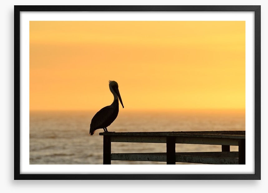 Pizmo pelican