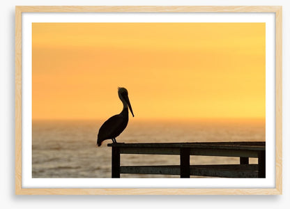 Pizmo pelican