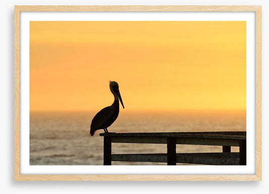 Pizmo pelican