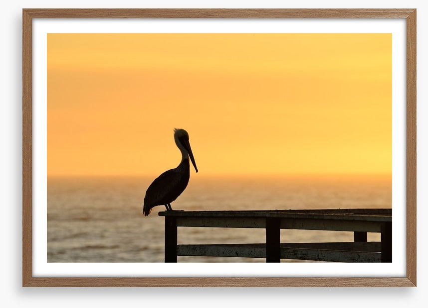 Pizmo pelican