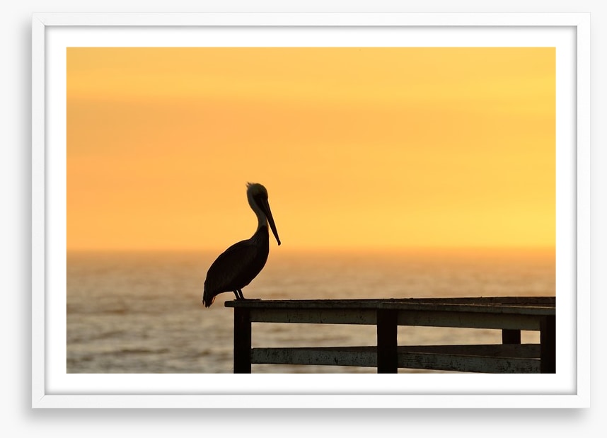 Pizmo pelican