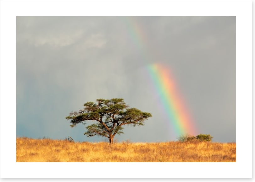 Rainbows