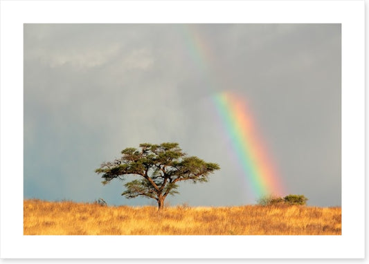 Rainbows