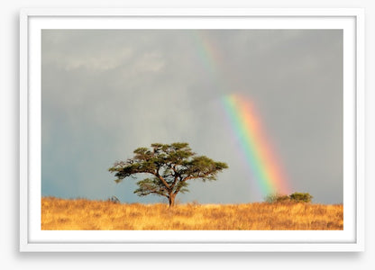 Rainbows