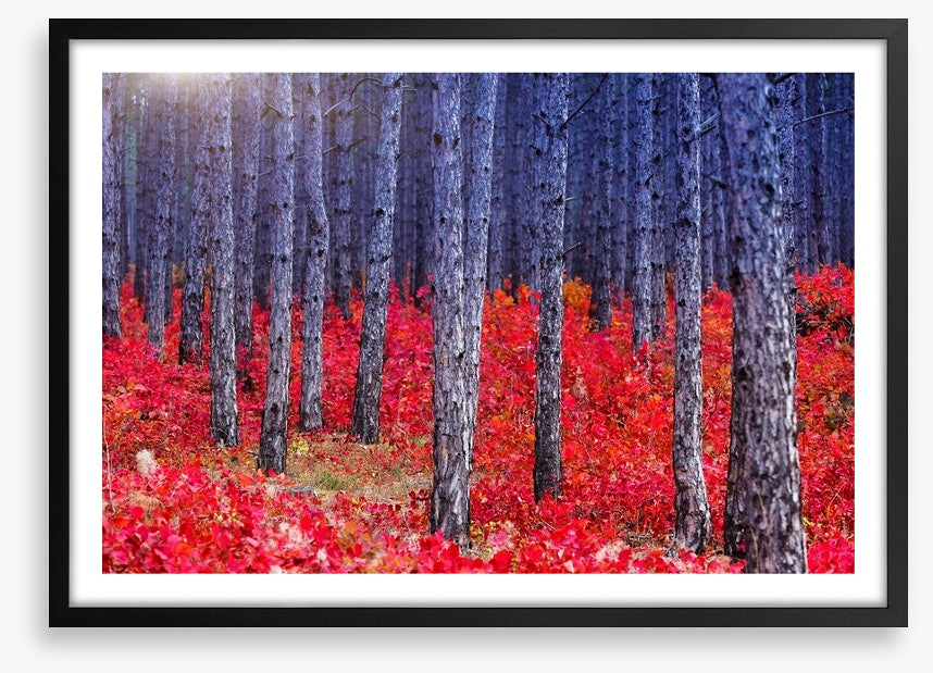 Red Autumn forest