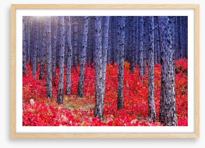 Red Autumn forest