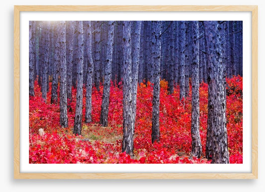 Red Autumn forest