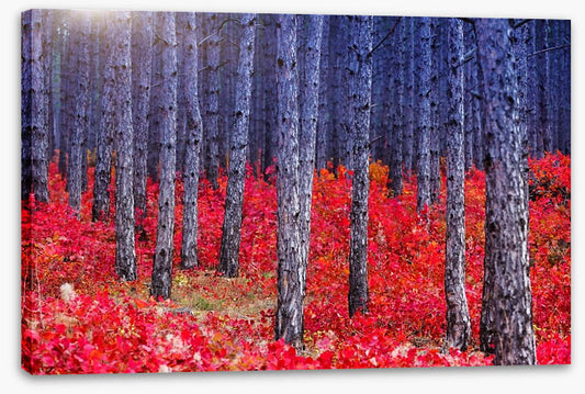 Red Autumn forest