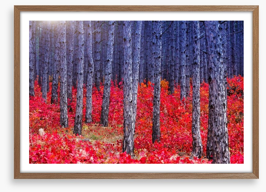 Red Autumn forest