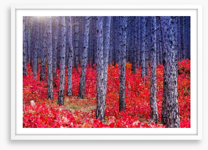 Red Autumn forest