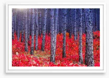 Red Autumn forest