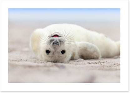 Seal smile