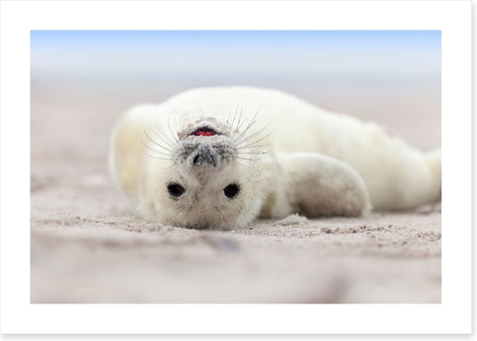Seal smile