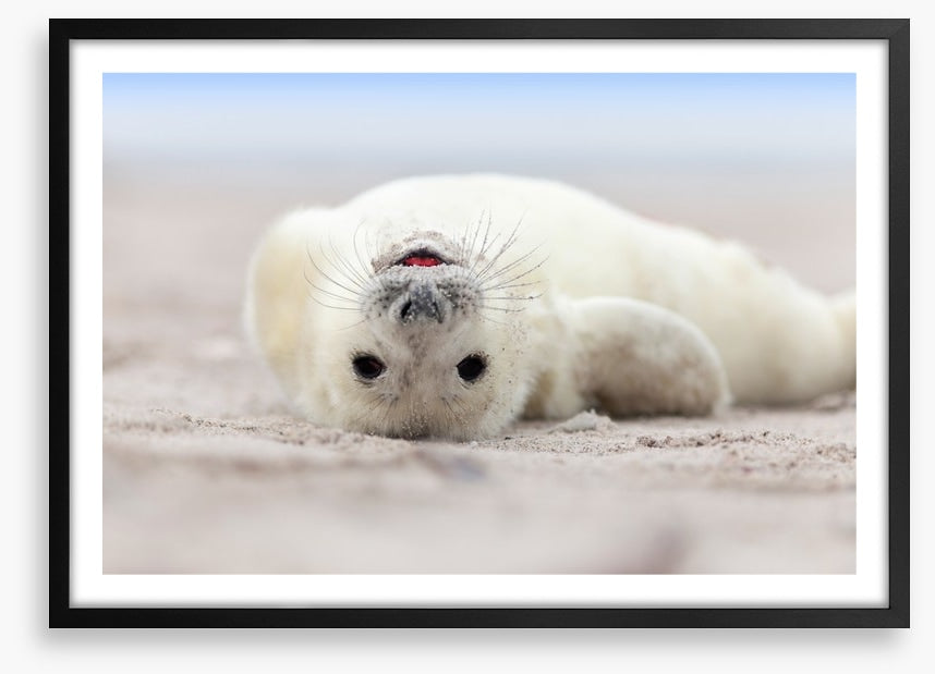 Seal smile