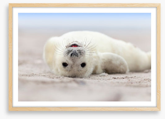 Seal smile