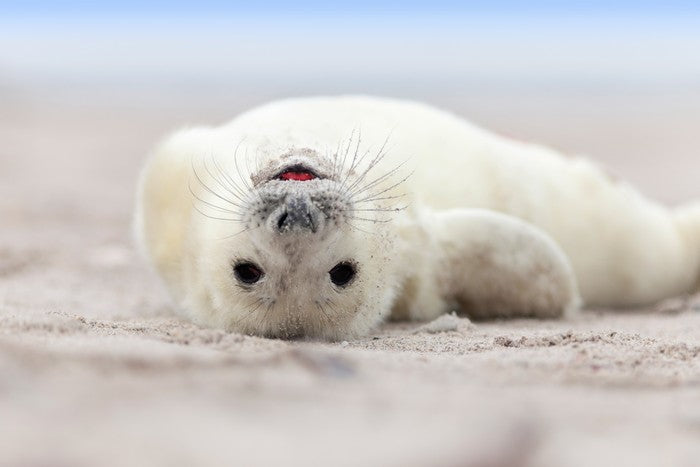 Seal smile