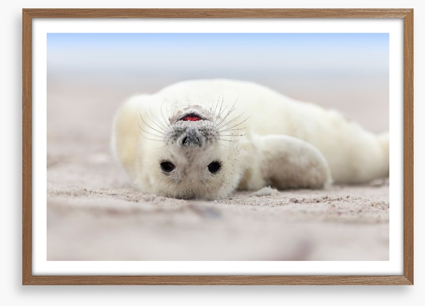 Seal smile