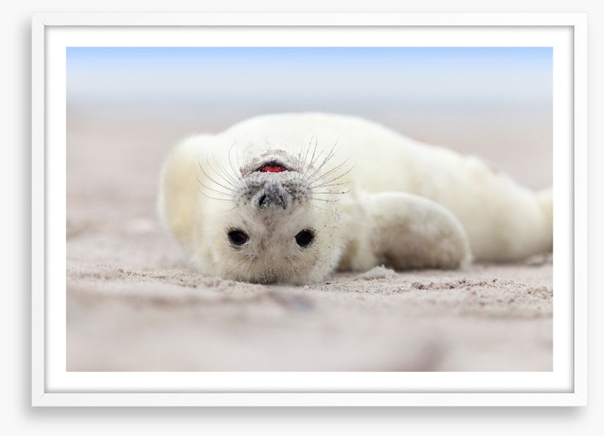 Seal smile