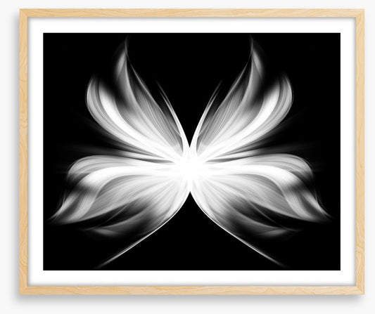 Wings of transition