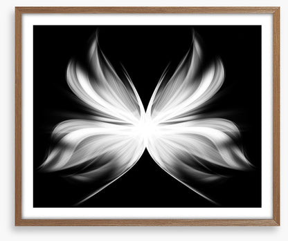 Wings of transition