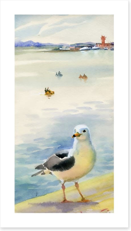 The inquisitive seagull