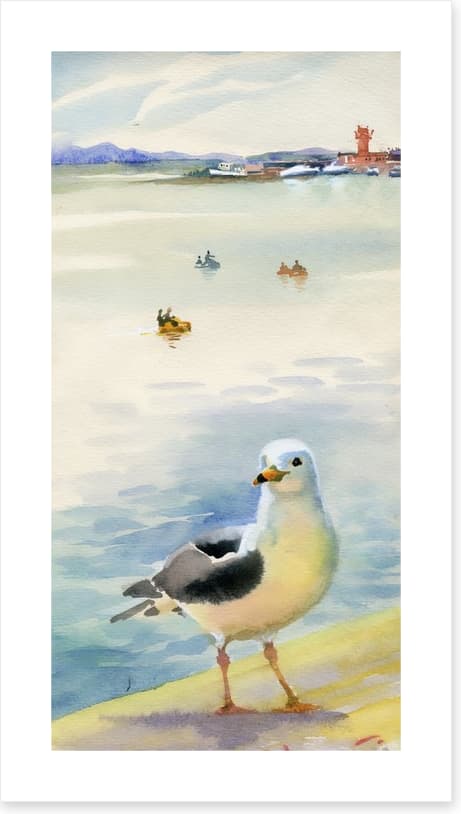 The inquisitive seagull