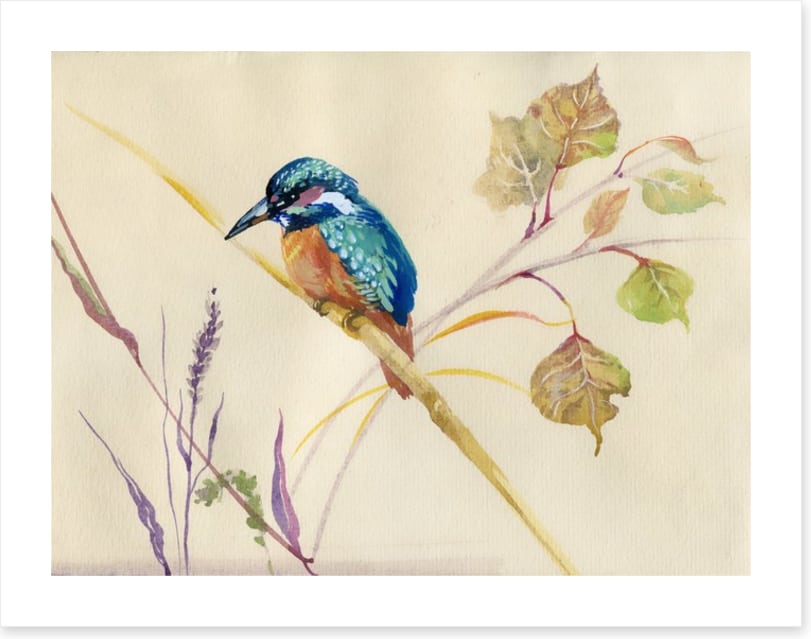 Common Kingfisher