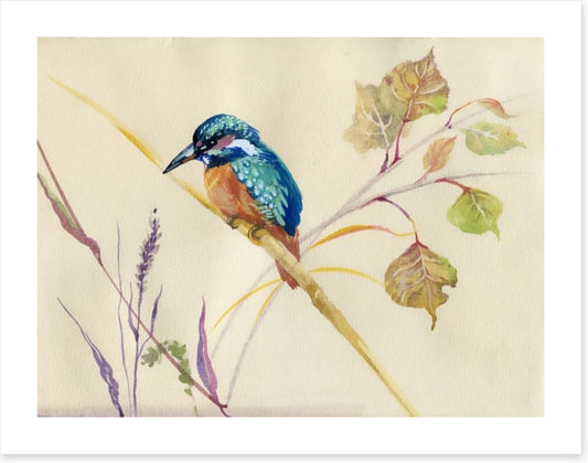Common Kingfisher