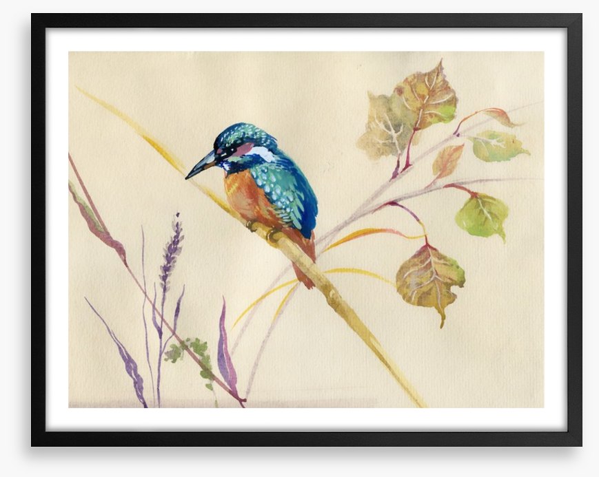 Common Kingfisher