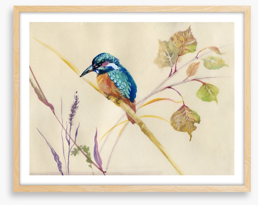 Common Kingfisher