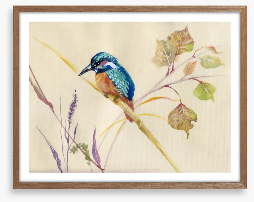 Common Kingfisher
