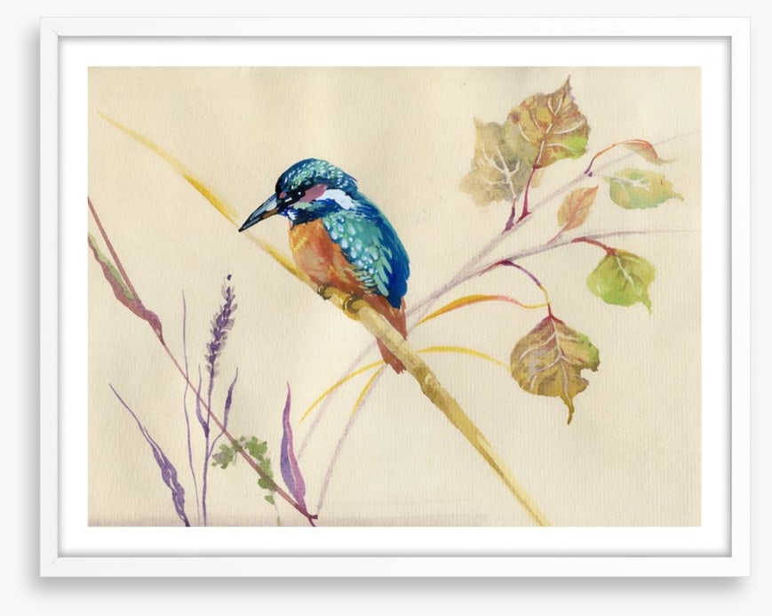 Common Kingfisher