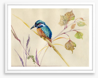 Common Kingfisher