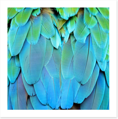 Harlequin macaw feathers